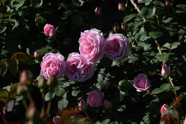 Rosas Jardim Das Rosas — Fotografia de Stock