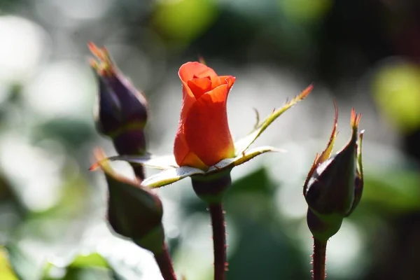 Roses Rose Garden — Stock Photo, Image