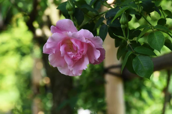 Růže Růžové Zahradě — Stock fotografie