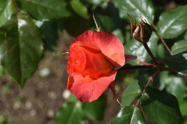玫瑰花园中的玫瑰 — 图库照片