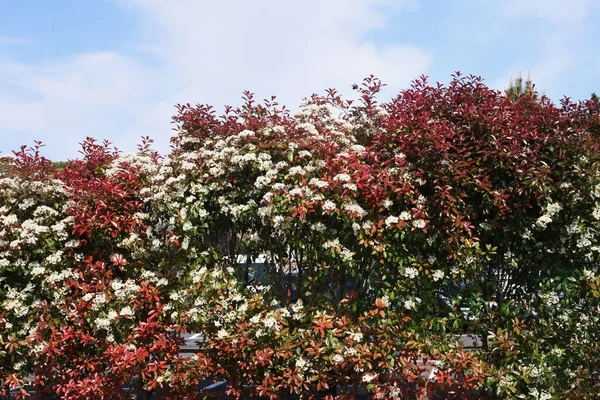 Kwitnie Japońska Fotografia Rosaceae Wiecznie Zielone Drzewo — Zdjęcie stockowe