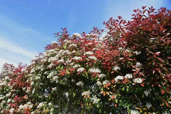 Florece Fotinia Japonesa Rosaceae Árbol Hoja Perenne — Foto de Stock