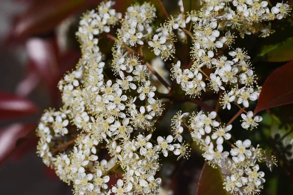 Japanse Fotinia Bloeit Rosaceae Groenblijvende Boom — Stockfoto