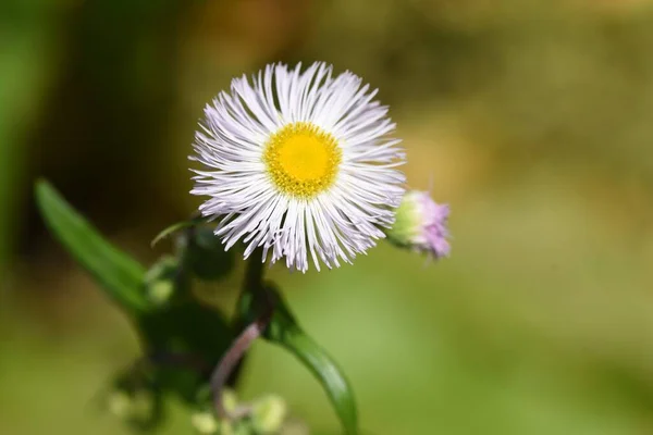 Våren Vägkanten Blommor Philadelphia Loppan Asteraceae Fleråriga Ogräs — Stockfoto