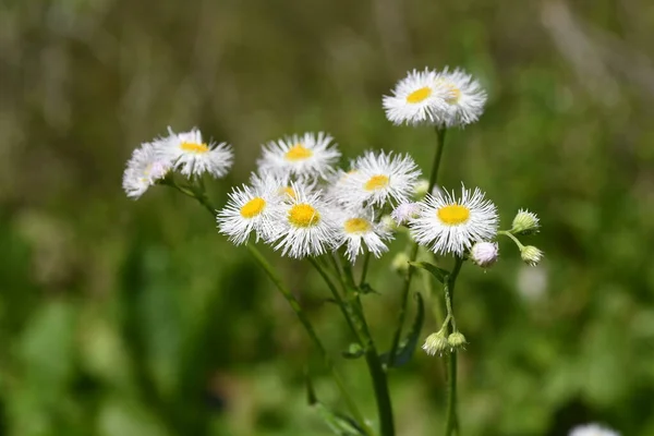 Spring Roadside Flowers Philadelphia Fleabane Asteraceae Perennial Weed — Stock Photo, Image