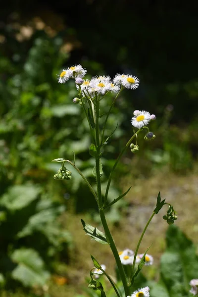 Voorjaar Bloemen Langs Weg Philadelphia Fleabane Asteraceae Meerjarige Wiet — Stockfoto