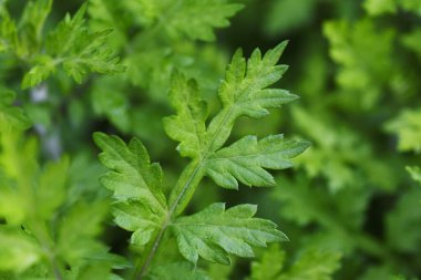 Genç mugwort yaprakları. Bu Asteraceae daimi, yenilebilir ve şifalı bitkidir..