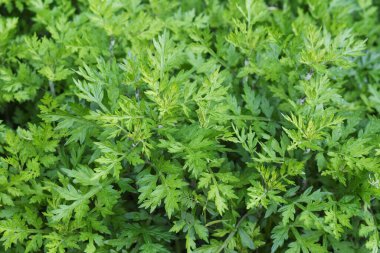Genç mugwort yaprakları. Bu Asteraceae daimi, yenilebilir ve şifalı bitkidir..