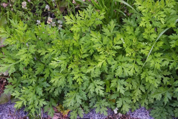 Fiatal Bögölyféreg Levelek Asteraceae Évelő Ehető Gyógynövény — Stock Fotó