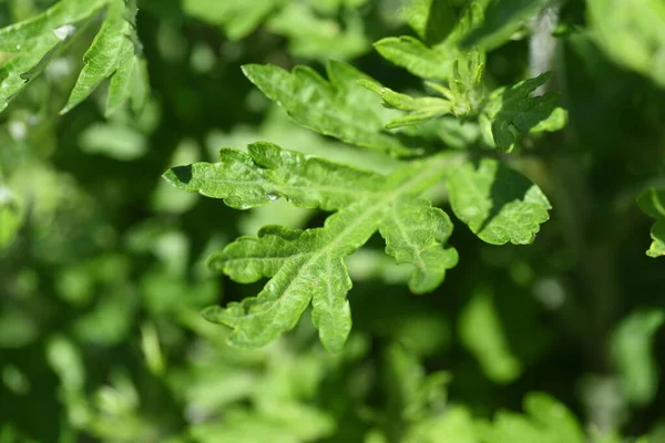 Jeunes Feuilles Armoise Est Asteraceae Plante Vivace Comestible Médicinale — Photo