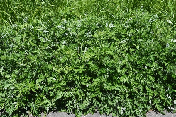 Fiatal Bögölyféreg Levelek Asteraceae Évelő Ehető Gyógynövény — Stock Fotó