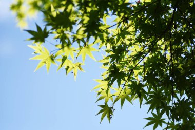  Japonya 'daki doğal parkın taze yeşil manzarası..