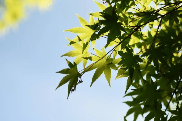 Uma Vista Verde Fresco Parque Natural Japão — Fotografia de Stock