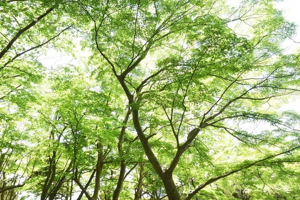 Utsikt Över Den Färska Gröna Naturpark Japan — Stockfoto