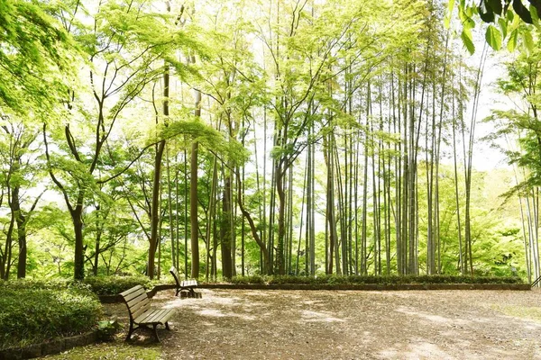 Une Vue Sur Vert Frais Parc Naturel Japon — Photo