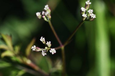 Sert maydanoz Torilis kılıç çiçekleri. Apiaceae bitkisi.