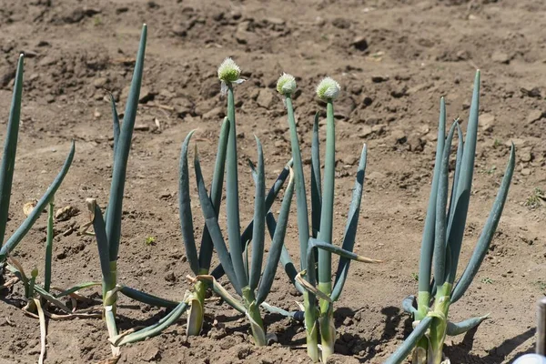 Onion Head Green Onion Seeds — 스톡 사진