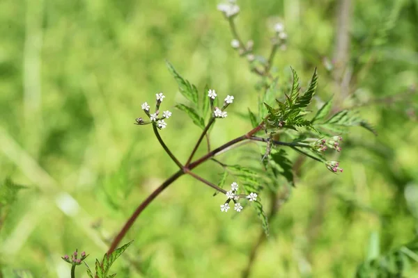 Kemény Sövény Petrezselyem Torilis Scabra Virágok Apiaceae Üzem — Stock Fotó