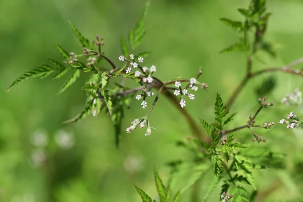 Salsa Sebe Áspera Torilis Scabra Flores Apiaceae Planta — Fotografia de Stock