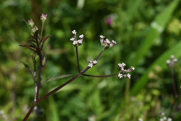 Perejil Áspero Torilis Scabra Flores Planta Apiaceae — Foto de Stock