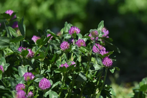 Vörös Lóhere Trifolium Pratense Fabaceae Évelő — Stock Fotó