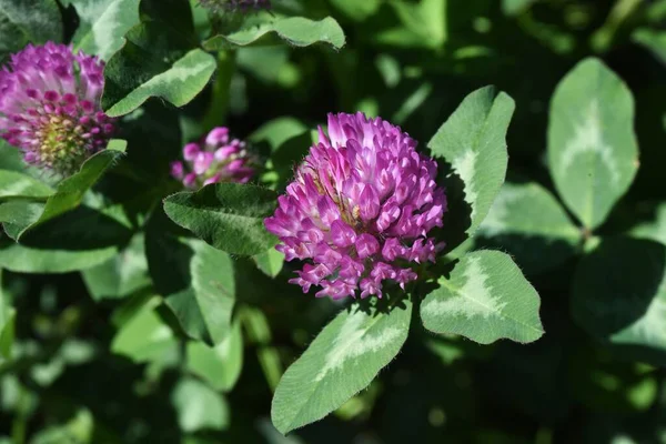 Vörös Lóhere Trifolium Pratense Fabaceae Évelő — Stock Fotó