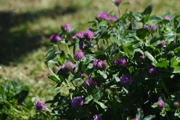 Vörös Lóhere Trifolium Pratense Fabaceae Évelő — Stock Fotó