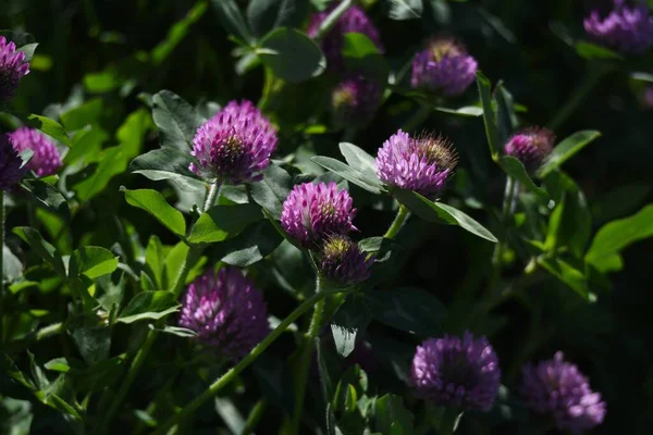 Koniczyna Czerwona Trifolium Pratense Trawa Wieloletnia Fabaceae — Zdjęcie stockowe