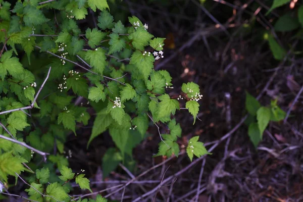 Stephanandra Incisa Çiçekleri Rosaceae Yapraklı Çalı — Stok fotoğraf