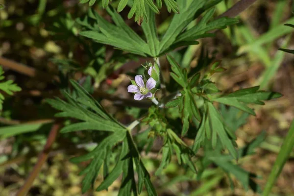 Fiori Becco Della Carolina Geraniaceae Erbaccia — Foto Stock