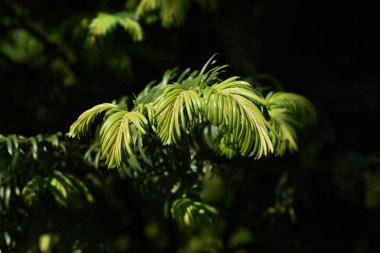 Japon eriği porsuğu. Taksiler her zaman yeşil kozalaklı..