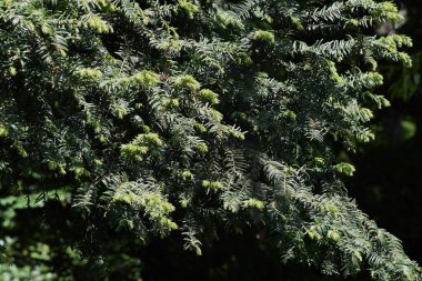 Japon eriği porsuğu. Taksiler her zaman yeşil kozalaklı..