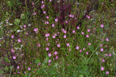 Gül akşamı çuha çiçeği bir Onagraceae bitkisidir..