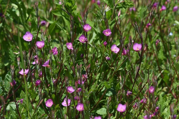 Gül Akşamı Çuha Çiçeği Bir Onagraceae Bitkisidir — Stok fotoğraf