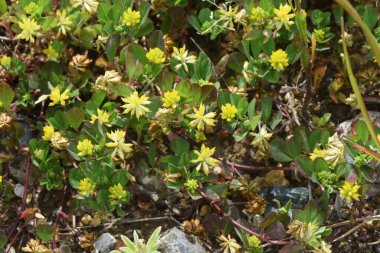 Yavru yonca. Fabaceae yıllık otu.