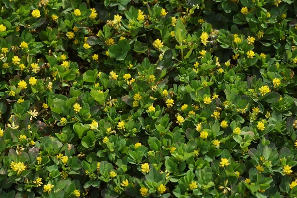 Τριφύλλι Ετήσιο Ζιζάνιο Fabaceae — Φωτογραφία Αρχείου