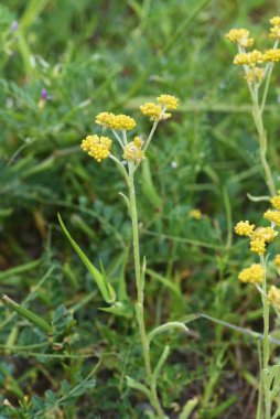 Jersey yosunu. Asteraceae biennialgrass.