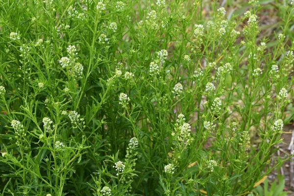 Virginiai Paprika Brassicaceae Kétévenkénti Gyom — Stock Fotó