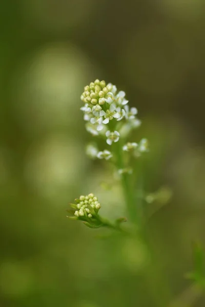 Вірджинія Пеппервей Дворічні Трави Brassicaceae — стокове фото