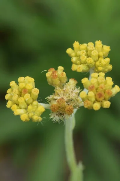 Wodorosty Jersey Asteraceae Dwunastnicy — Zdjęcie stockowe