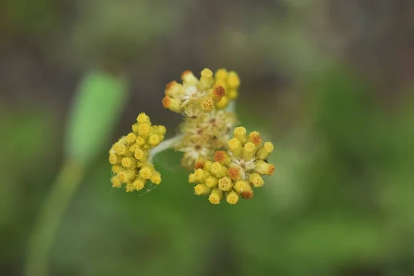 Jersey Yosunu Asteraceae Biennialgrass — Stok fotoğraf