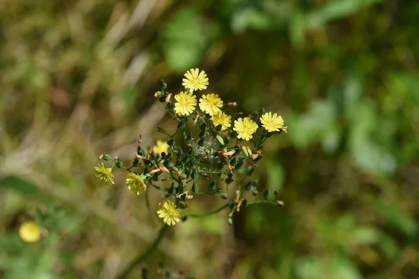 Doğulu Sahte Şahin Sakalı Asteraceae Otu — Stok fotoğraf