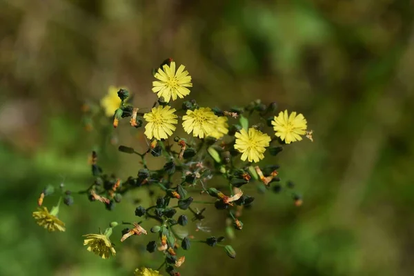 Orientalny Fałszywy Jastrząb Zioło Asteraceae — Zdjęcie stockowe