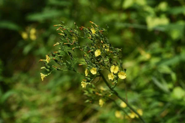 Orientalny Fałszywy Jastrząb Zioło Asteraceae — Zdjęcie stockowe