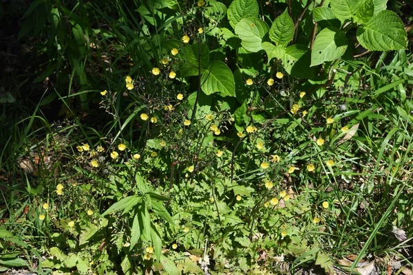 Barba Halcón Falsa Oriental Hierba Asteraceae —  Fotos de Stock