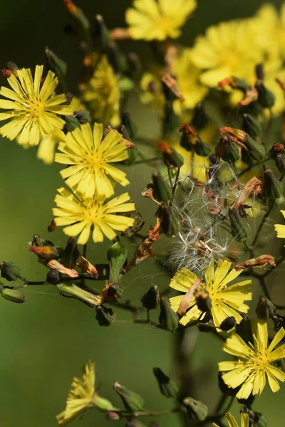 Orientaliskt Falskt Hawksskägg Asteraceae Ogräs — Stockfoto