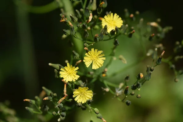 Orientalischer Falkenbart Asteraceae Unkraut — Stockfoto