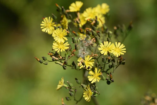 Orientaliskt Falskt Hawksskägg Asteraceae Ogräs — Stockfoto