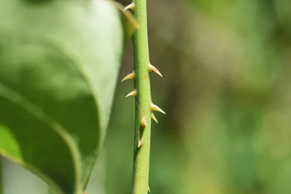 Smilax China 다년생 포도나무 나무과 — 스톡 사진