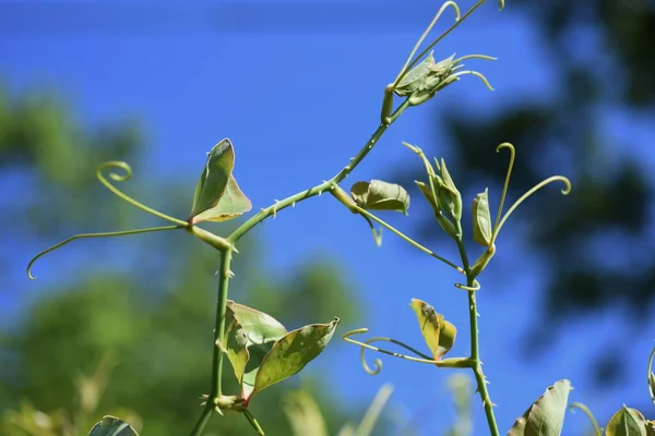 Китайский Корень Smilax Фарфор Smilaceae Perennial Vine Shrub — стоковое фото